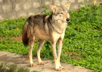 Indian wolf in Mysore zoo.jpg